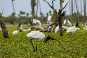 jabiru cicogna, nel zone umide ambiente, la estrella palude, formosa Provincia, argentina. foto