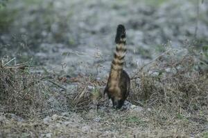 Sud americano coati, posteriore vista,pantanal,brasile foto