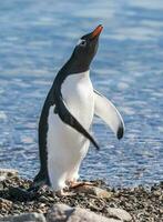 gentoo pinguino nel neko porto, penisola antrtica. foto