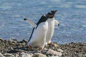 gentoo pinguino nel neko porto, penisola antrtica. foto