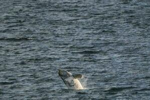 sohutern giusto balena saltare, in via di estinzione specie, Patagonia, Argentina foto