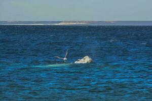 sohutern giusto balena coda,penisola Valdes, chubut, Patagonia, Argentina foto