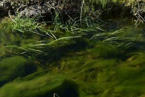 verde alghe nel acquatico ambiente , patagonia, argentina. foto