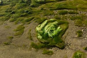 verde alghe nel acquatico ambiente , patagonia, argentina. foto