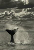 meridionale giusto balena coda , penisola valdes patagonia , argentina foto
