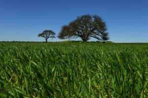 pampa albero paesaggio, la pampa Provincia, patagonia, argentina. foto