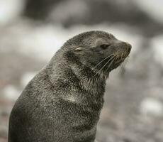 antartico pelliccia sealarctophoca gazzella, un spiaggia, antartico penisola. foto