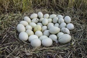 maggiore rhea uova nel nido, patagonia, argentina foto