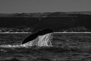 sohutern giusto balena coda lobtailing, in via di estinzione specie, Patagonia, Argentina foto