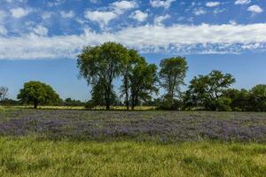 fiorito campo nel estate tempo paesaggio, la pampa Provincia, patagonia, , argentina. foto