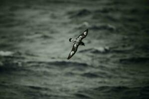 capo procellaria, antartico uccello, artrtica foto