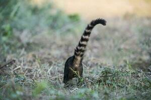 Sud americano coati, posteriore vista,pantanal,brasile foto