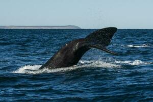 sohutern giusto balena coda,penisola Valdes, chubut, Patagonia, Argentina foto