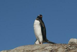 gentoo pinguino nel neko porto, penisola antrtica. foto