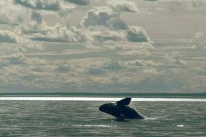 sohutern giusto balena saltare, in via di estinzione specie, Patagonia, Argentina foto
