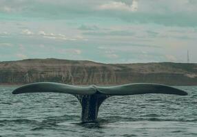 sohutern giusto balena lobtailing, in via di estinzione specie, Patagonia, Argentina foto