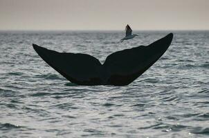 balena coda su di acqua, penisola Valdes, Patagonia, Argentina. foto