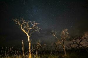 ardente alberi fotografato a notte con un' stellato cielo, la pampa Provincia, patagonia , argentina. foto