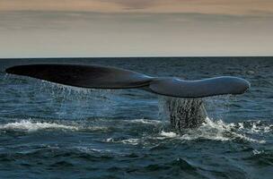 un' balena nel il acqua foto