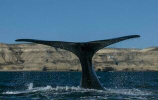 un' balena nel il acqua foto