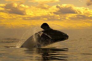 un' balena nel il acqua foto