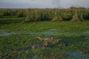 grande alligatori posa nel il erba foto