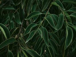 lunatico verde fogliame di piegato le foglie. foto