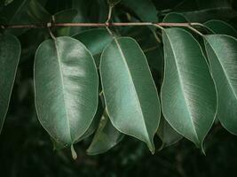 lunatico verde le foglie di Giava prugna albero. foto