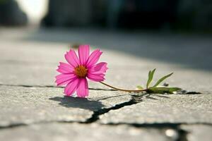 rosa fiore asfalto strada. creare ai foto