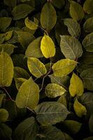 verde e giallo giapponese poligono pianta le foglie nel autunno stagione foto