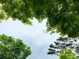 Guarda su per il cielo con grande alberi foto