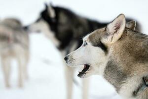 rauco cani, in attesa per slitta cane gara, inverno sfondo. adulto animali domestici prima sport concorrenza. foto