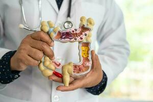 intestino, appendice e digestivo sistema, medico Tenere anatomia modello per studia diagnosi e trattamento nel Ospedale. foto