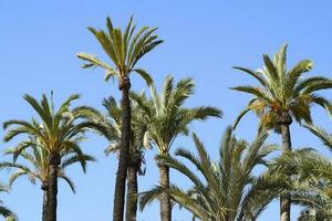 simpatico paesaggio di palma alberi con un' blu cielo nel il sfondo foto