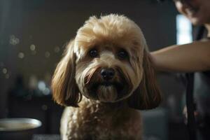 governare servizio per animale domestico. ritratto di carino soffice cane guardare a telecamera, parrucchiere taglio animali capelli. generativo ai foto