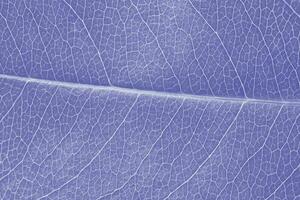 macro foglia struttura viola colorato con bellissimo sollievo facture di pianta, vicino su macro foto