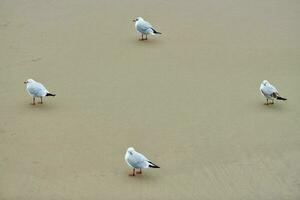 gabbiani che camminano sulla spiaggia sabbiosa vicino al Mar Baltico foto