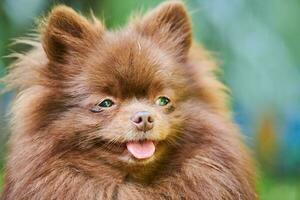 cane spitz pomeraniano in giardino, primo piano ritratto del viso foto