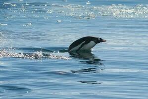 adelia pinguino delfino, paradiso baia , antartico penisola, antartico.. foto