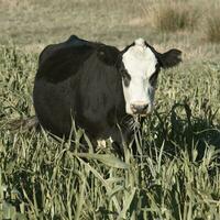 bestiame raccolta con naturale pascoli nel pampa campagna, la pampa provincia, patagonia, argentina. foto