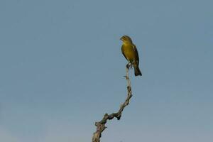 zafferano fringuello ,sicalis flaveola, la pampa, argentina. foto