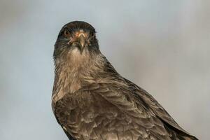 Caracara Chimango, la pampa Provincia, patagonia , argentina foto