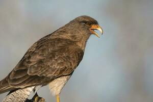 Caracara chimango ritratto , la pampa Provincia, patagonia , argentina foto