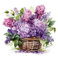acquerello lilla fiori mazzo isolato foto