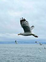 gabbiano volante nel il cielo al di sopra di lago baikal foto