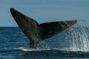 grande balena salto nel il acqua foto