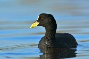 anatra nera nuoto foto