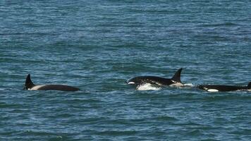 orca a caccia mare leoni, punta norte natura Riserva, penisola Valdes, patagonia argentina foto