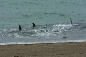 orche a caccia mare leoni, patagonia , argentina foto