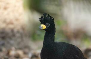 spoglio affrontato curassow, nel un' giungla ambiente, pantanal brasile foto